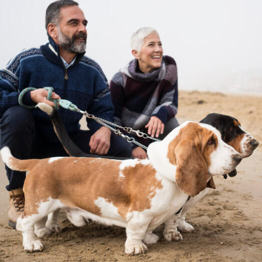 Basset Hound honden met de eigenaren op het strand