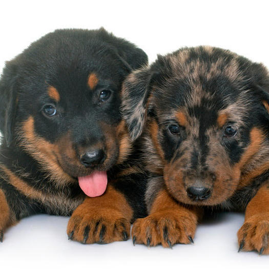 Twee Beauceron puppy's