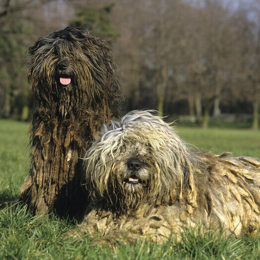 Twee Bergamasco honden op het veld