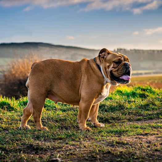 Bulldog staat in het veld