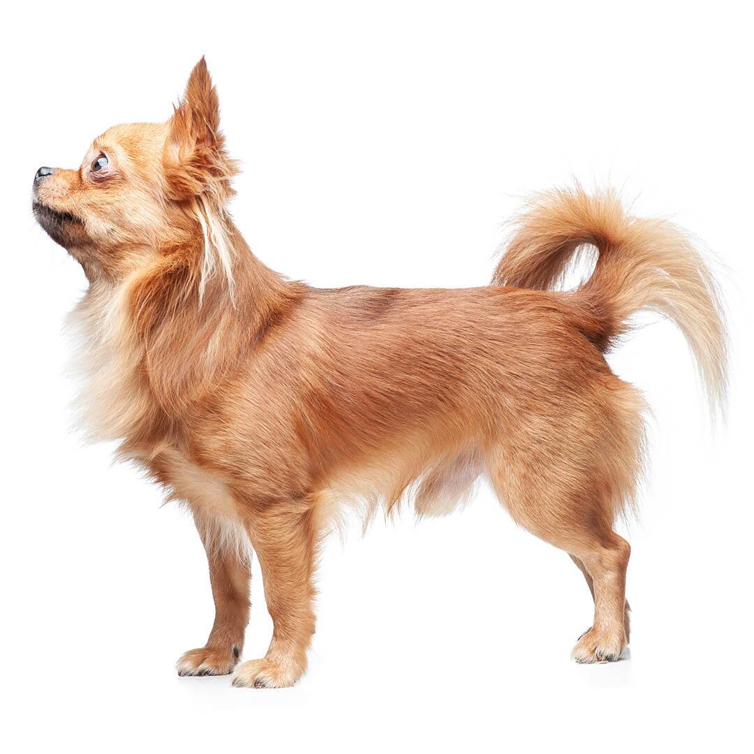Chihuahua (Langhaar) Hondenras