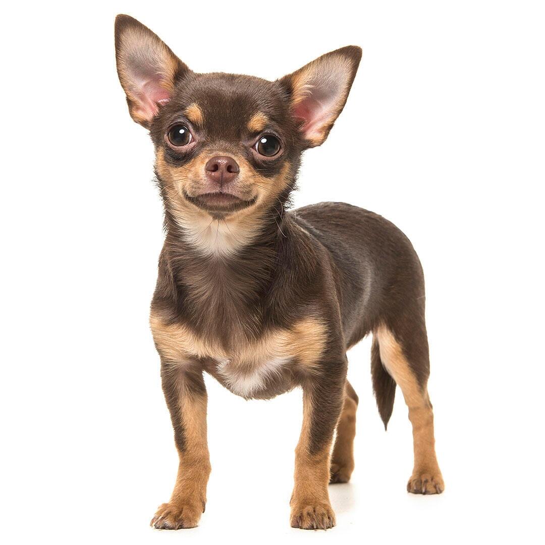 Chihuahua (Korthaar) hondenras