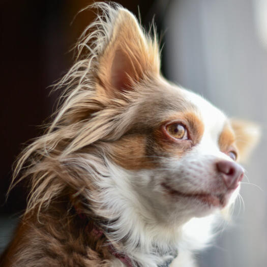 Bruine Langharige Chihuahua kijkt