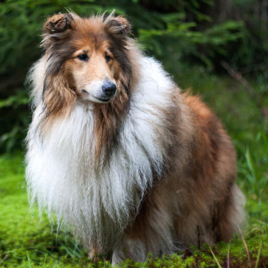 Collie - Schotse herdershond staat in het bos
