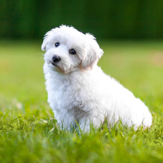 witte pluizige Coton De Tuléar hond staat op het gras