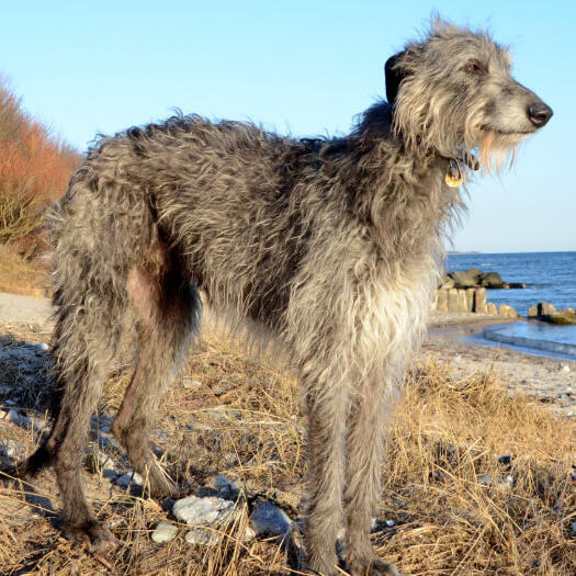 Grijze deerhound staat op het strand