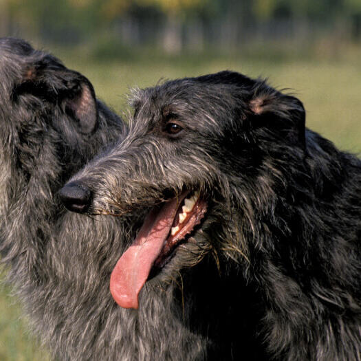 Twee zwartharige deerhounds lachen.