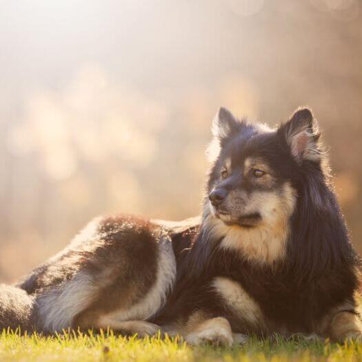 Finse Lappenhond ligt op het gras