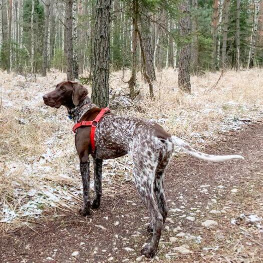 Kortharige Duitse Staande Hond loopt door het bos