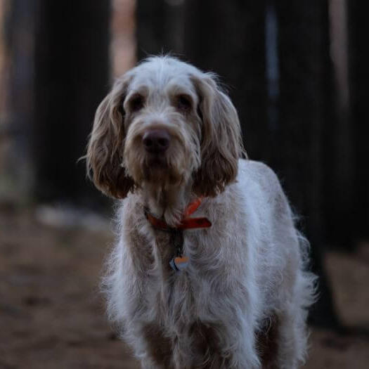 Spinone Italiano  staat in een donker bos