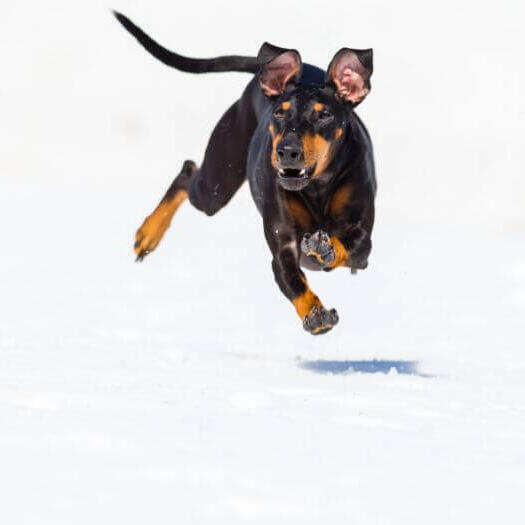 Hond rent snel in de sneeuw