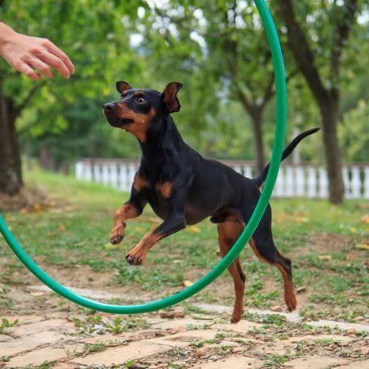 Hond springt door de training hoepel