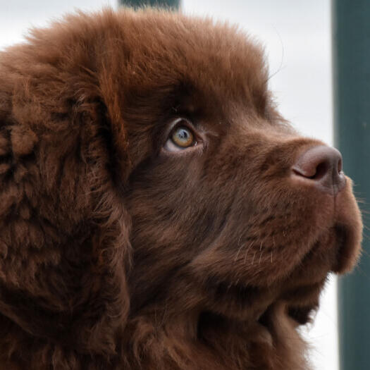 Bruine Newfoundlander puppy kijkt naar voren