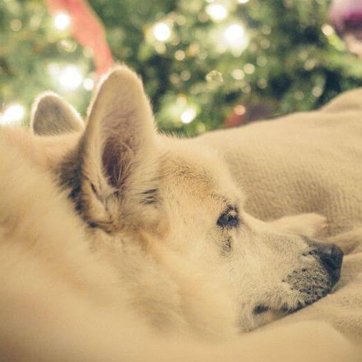 Noorse buhund slaapt naast de kerstboom