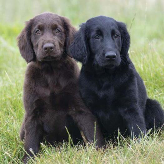 Zwarte en bruine Flatcoated Retriever puppy's