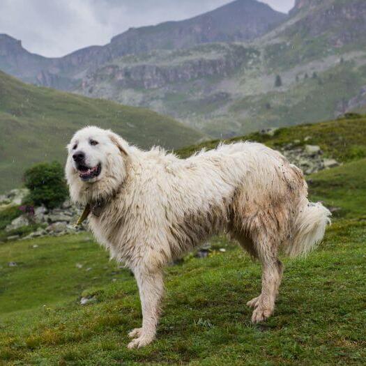 Pyrenese Berghond staat vlakbij de berghellingen