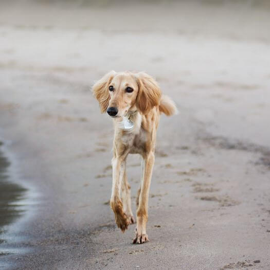 saluki hond rent op het strand
