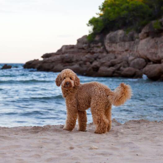 Hond staat aan de kust