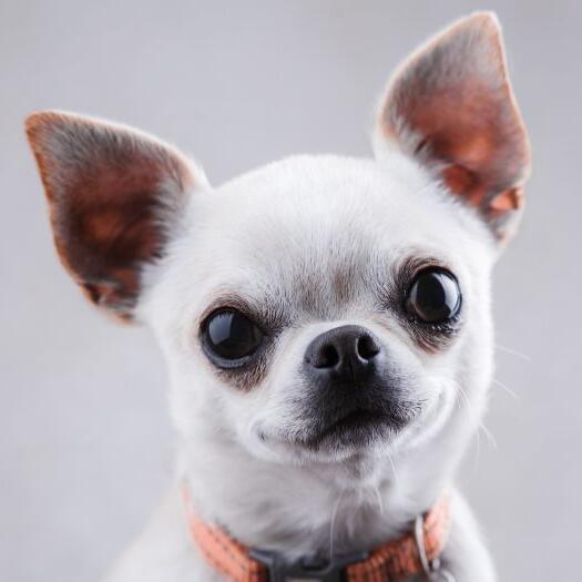 Chihuahua met glanzende vacht