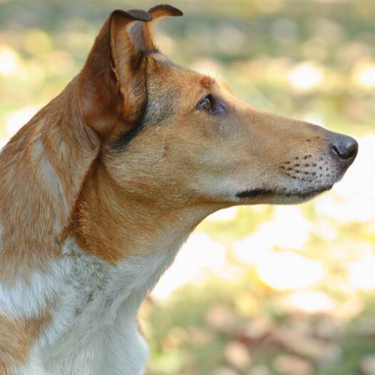 Collie (korthaar) hondenras