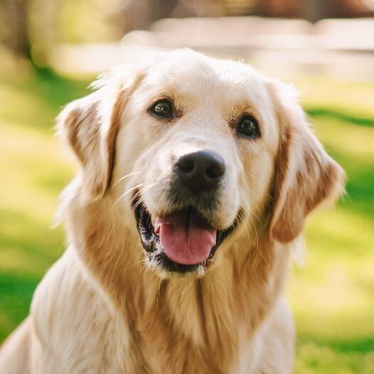 Buy golden on sale retriever