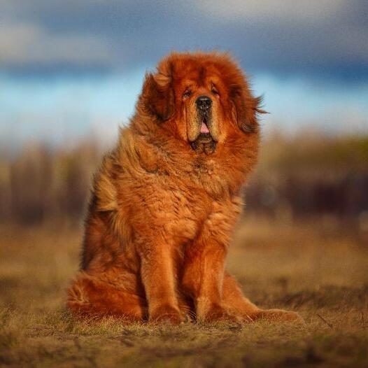 Tibetaanse Mastiff hond 