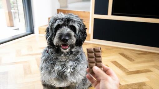 eigenaar houdt reep chocolade voor hond