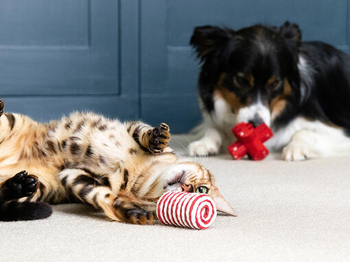 Kat en hond spelen met speelgoed
