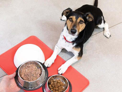 Hond die ligtte wachten tot er eten in zijn voerbakje komt