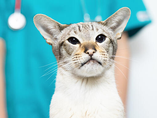Kat met dierenarts erachter