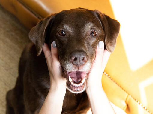 Senior bruine labrador met hoofd in handen van de eigenaar