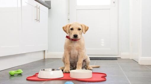 gele labrador puppy met voerbakjes