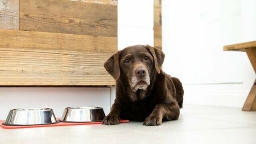 senior chocolade labrador die naast etensbakken ligt