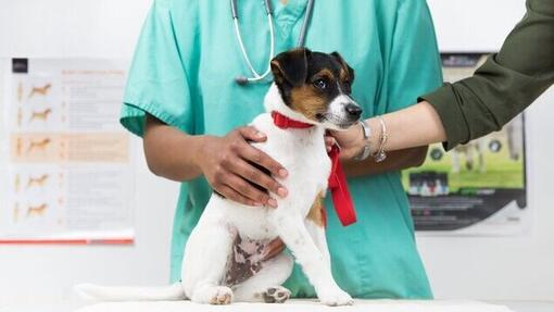 dierenarts die maag van puppy controleert