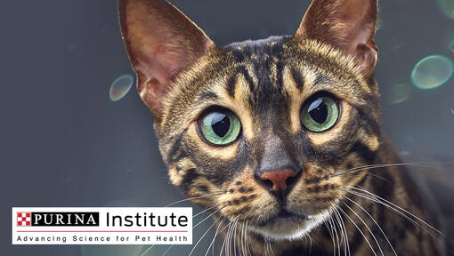 Purina Institute-logo en kat