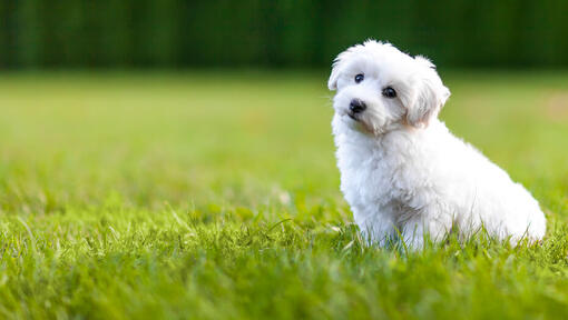 Witte Bichon Frise puppy in het gras