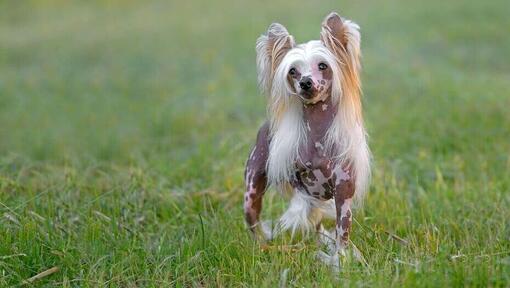Chinese Crested hond in het gras