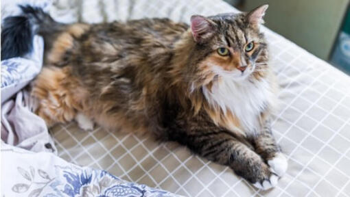 Liggende bruine Maine Coon met licht groene ogen