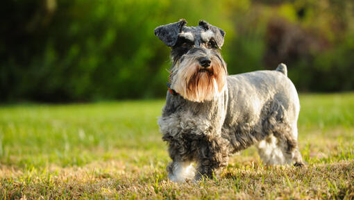 Dwergschnauzer die in het gras loopt