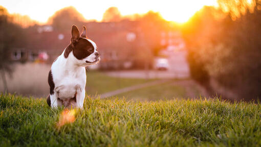 Boston Terrier hond op het gras met de zon die op de achtergrond schijnt
