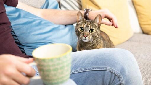 Donker gestreepte kat wordt geaaid door baasje