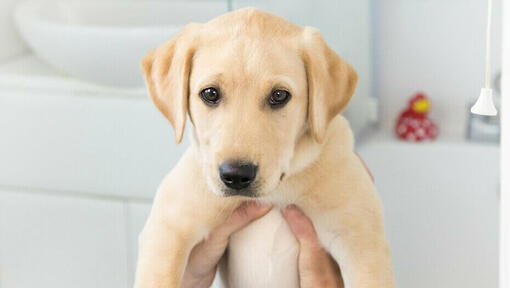 Hoe adopteer ik een hond of puppy? Stap voor |