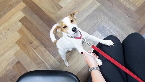 Jack Russell Terrier pup met een rode halsband speelt met de eigenaar