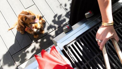 Puppy kijkt naar de eigenaar bij de barbecue