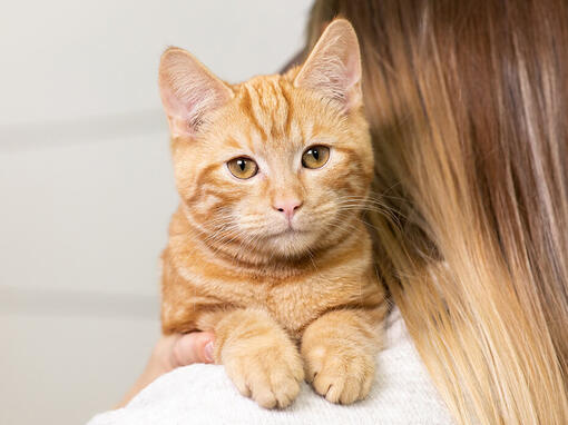 Rode kat op de schouder van de eigenaar