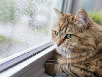 Kat staart uit het raam