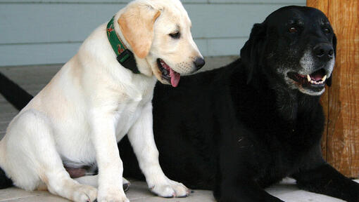 Een blonde Labrador puppy en een oudere zwarte Labrador die naast elkaar liggen