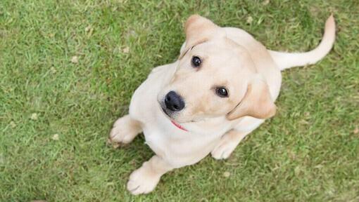 Blonde labrador puppy gaat ziten op het gras