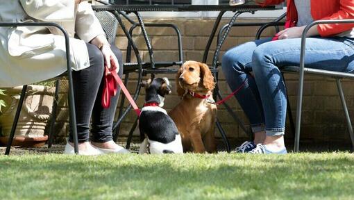 Twee honden zitten bij hun baasjes die iets aan het drinken zijn