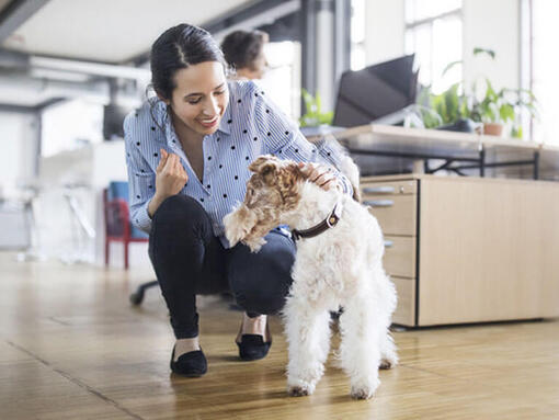 vrouw knielt naast hond op kantoor